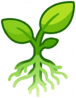 Root Growth
